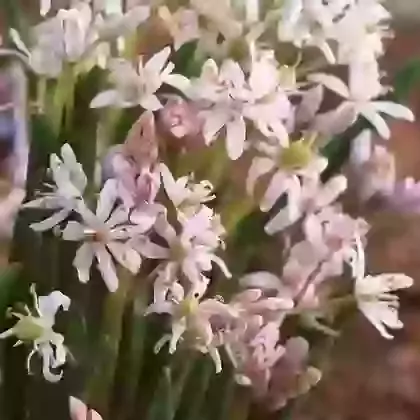 Bifolia Rosea